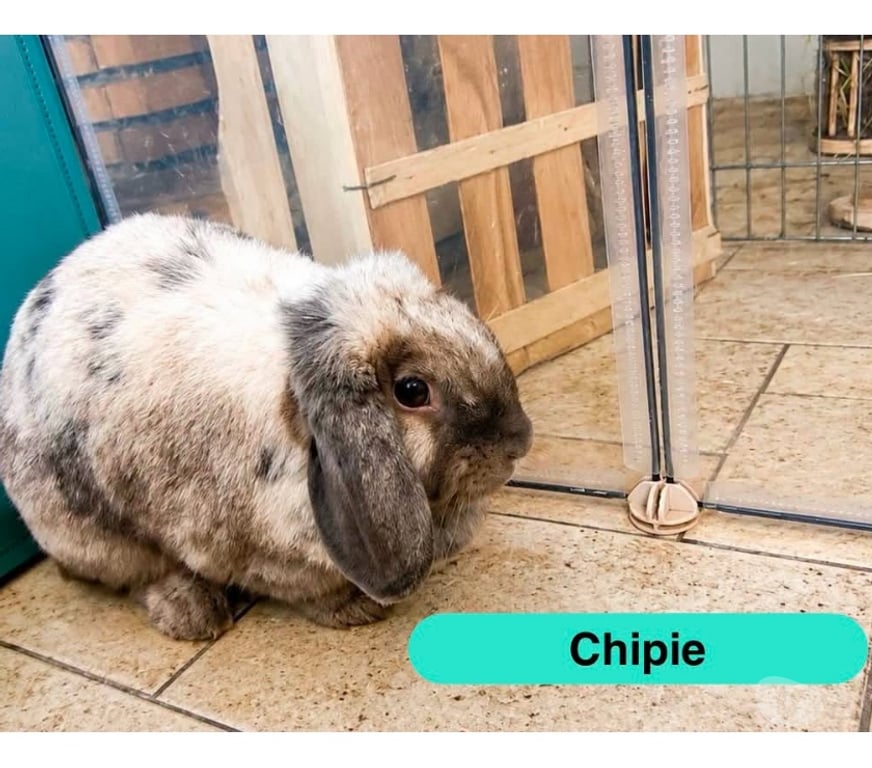 Vente Vendée La Roche sur Yon - 85000 - Photos Vivastreet Chipie, lapine bélier à adopter
