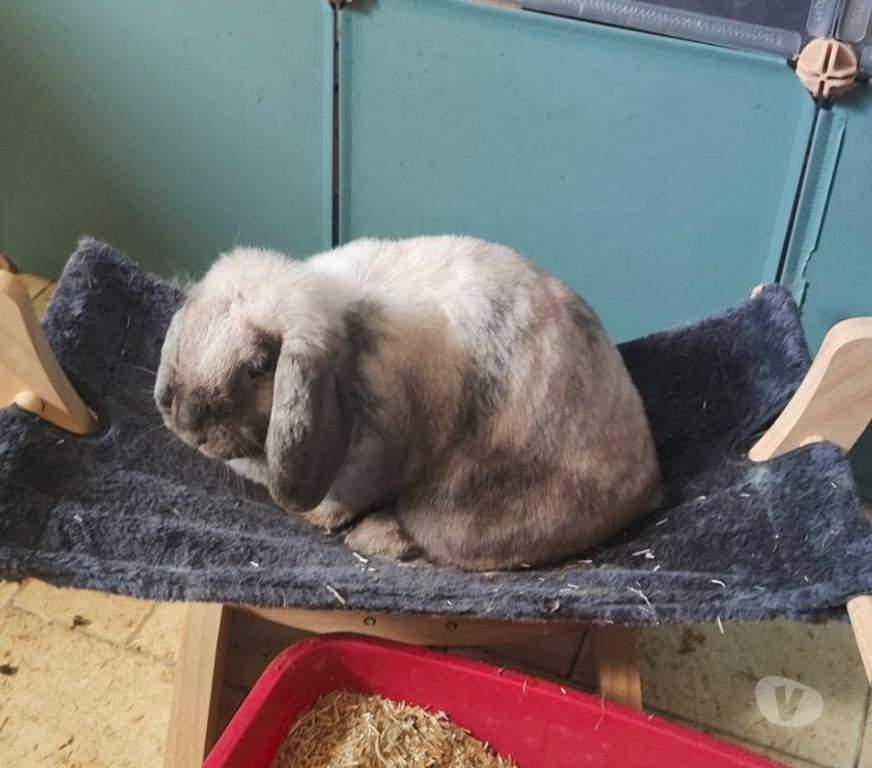 Vente Vendée La Roche sur Yon - 85000 - Photos Vivastreet Chipie, lapine bélier à adopter