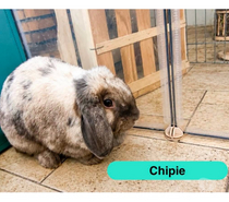 Photos Vivastreet Chipie, lapine bélier à adopter