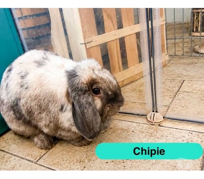 Vente animaux La Roche sur Yon Vendée - Photos Vivastreet Chipie, lapine bélier à adopter