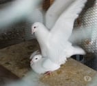 Bagneaux sur Loing - Seine-et-Marne — Pigeons reproducteurs hubbell blanc