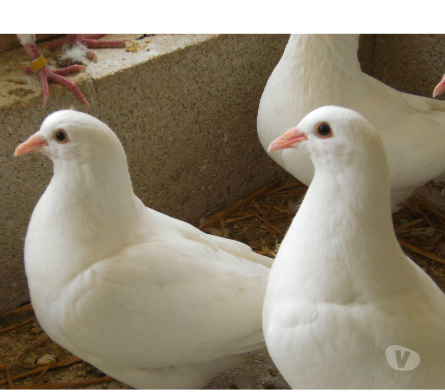 Vente Seine-et-Marne Bagneaux sur Loing - 77167 - Photos Vivastreet Pigeons reproducteurs hubbell blanc