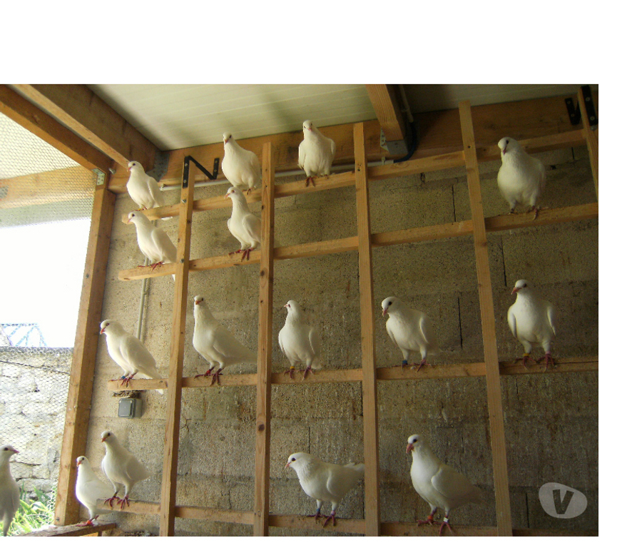 Vente Seine-et-Marne Bagneaux sur Loing - 77167 - Photos Vivastreet Pigeons reproducteurs hubbell blanc