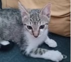 Eclassan - Ardèche — Chat ASKA à l adoption