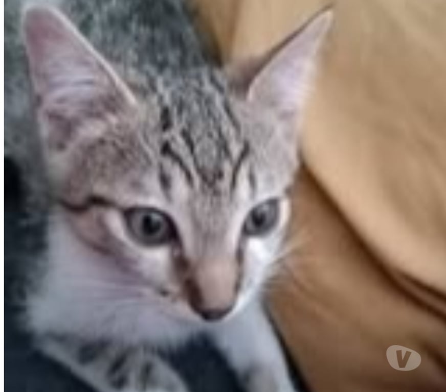 Don animaux Ardèche Eclassan - 07370 - Photos Vivastreet Chat ASKA à l adoption