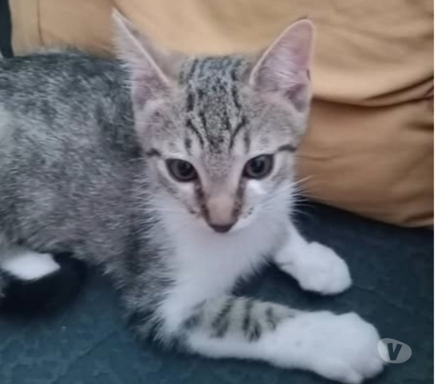 Don animaux Ardèche Eclassan - 07370 - Photos Vivastreet Chat ASKA à l adoption