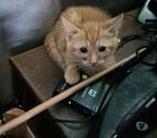 Davezieux - Ardèche — Chat VULCAN à l adoption