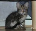 Davezieux - Ardèche — Chat SELINA à l adoption