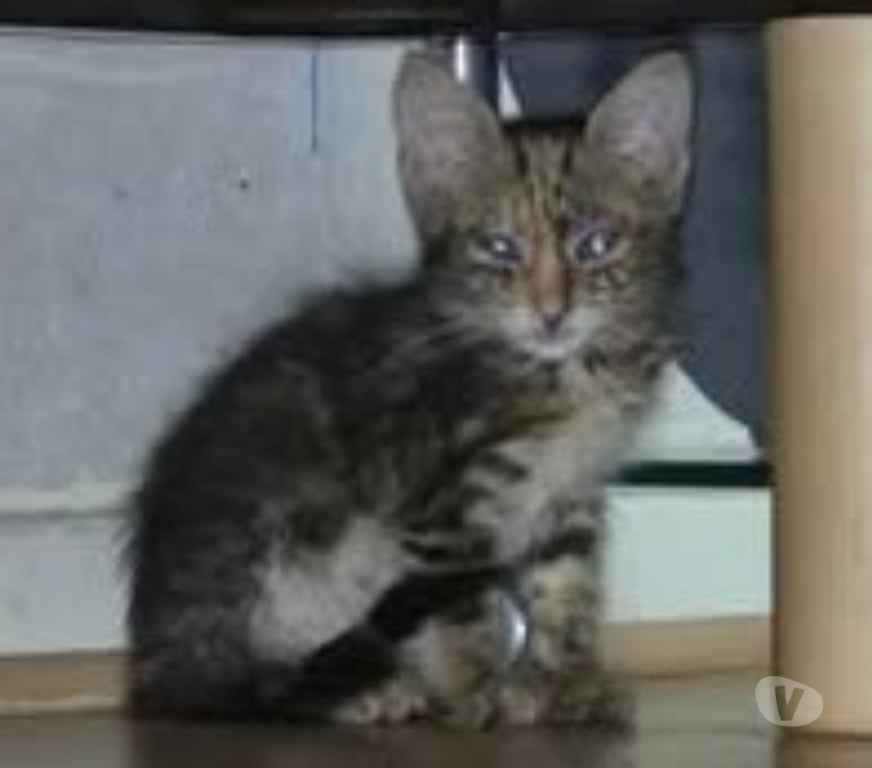 Don animaux Ardèche Davezieux - 07430 - Photos Vivastreet Chat SELINA à l adoption