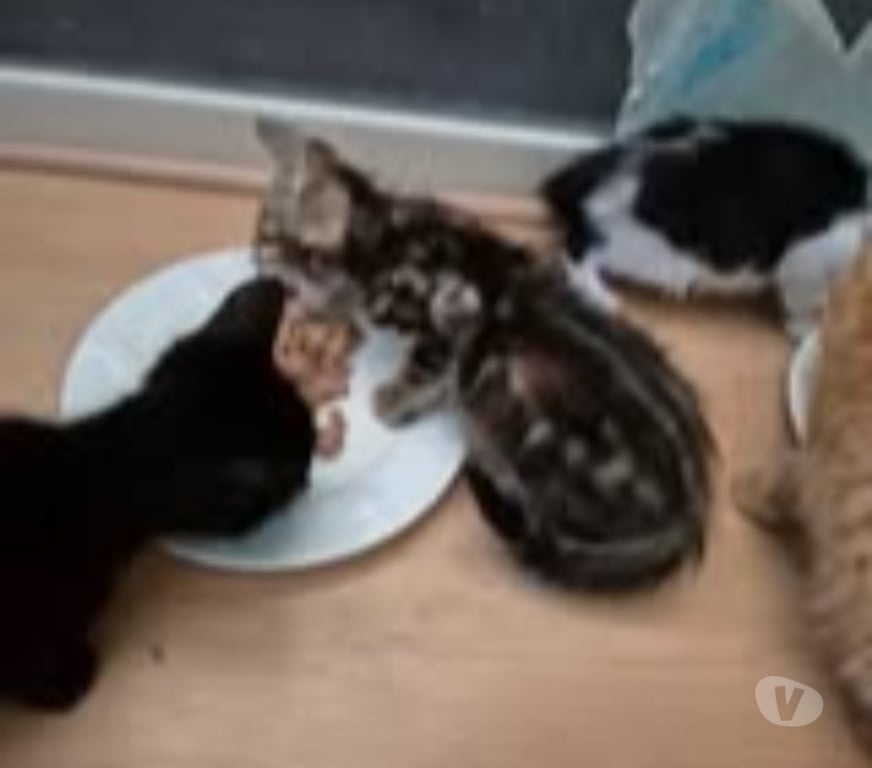 Don animaux Ardèche Davezieux - 07430 - Photos Vivastreet Chat SELINA à l adoption