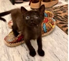 Pierrelatte - Drôme — Chat DIDDLE à l adoption