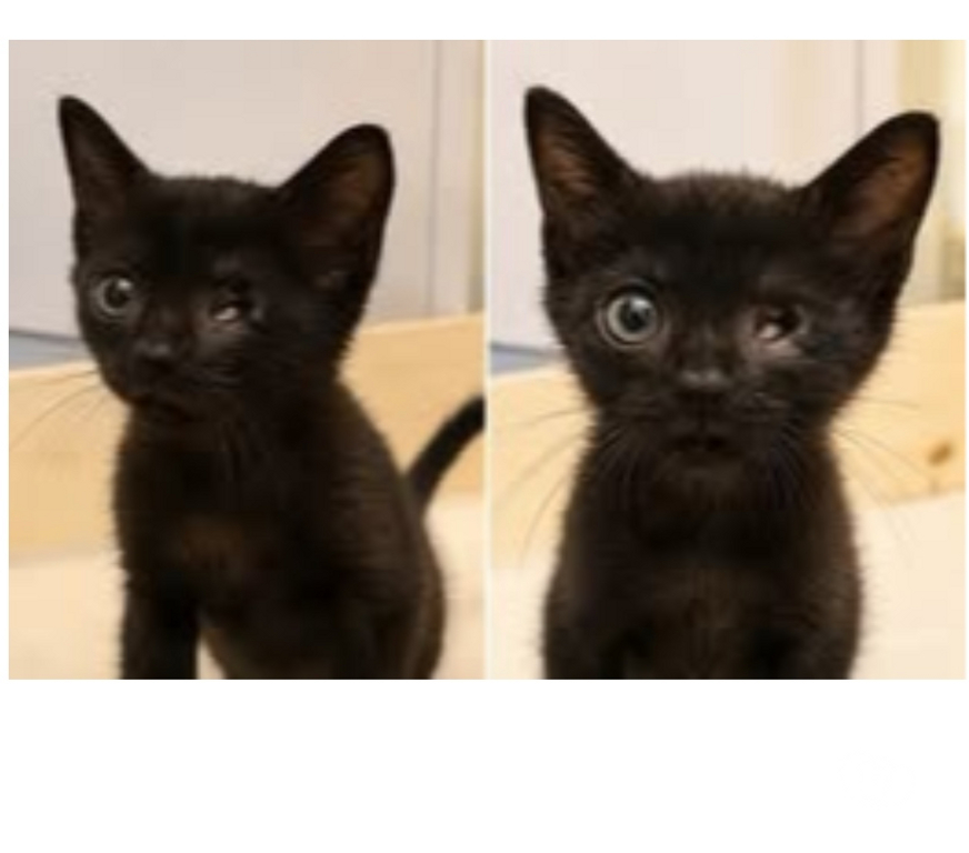 Don animaux Drôme Pierrelatte - 26700 - Photos Vivastreet Chat DIDDLE à l adoption
