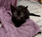 Pierrelatte - Drôme — Chat LOUSTIC à l adoption