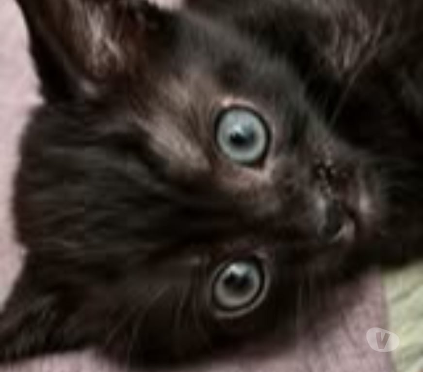 Don animaux Drôme Pierrelatte - 26700 - Photos Vivastreet Chat LOUSTIC à l adoption