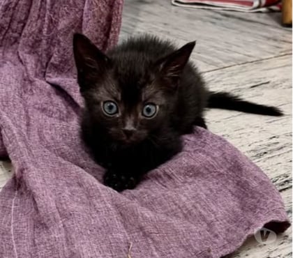 Adoption animaux Pierrelatte Drôme - Photos Vivastreet Chat LOUSTIC à l adoption