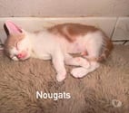 Felines - Ardèche — Chat NOUGATS à l adoption