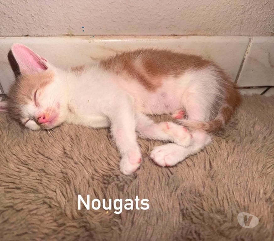 Don animaux Ardèche Felines - 07340 - Photos Vivastreet Chat NOUGATS à l adoption