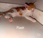Felines - Ardèche — Chat FLASH à l adoption