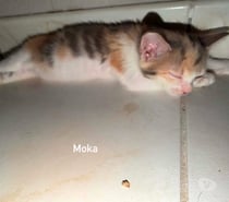 Photos Vivastreet Chat MOKA à l adoption