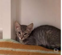 Photos Vivastreet Chat OREGON à l adoption