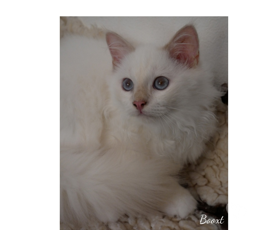 Vente Var Cavalaire sur Mer - 83240 - Photos Vivastreet Adorables bébés Sacré de Birmanie à réserver