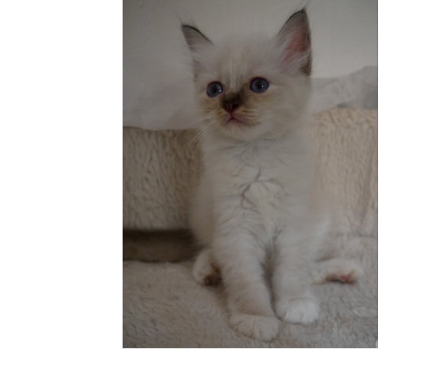 Vente Var Cavalaire sur Mer - 83240 - Photos Vivastreet Adorables bébés Sacré de Birmanie à réserver