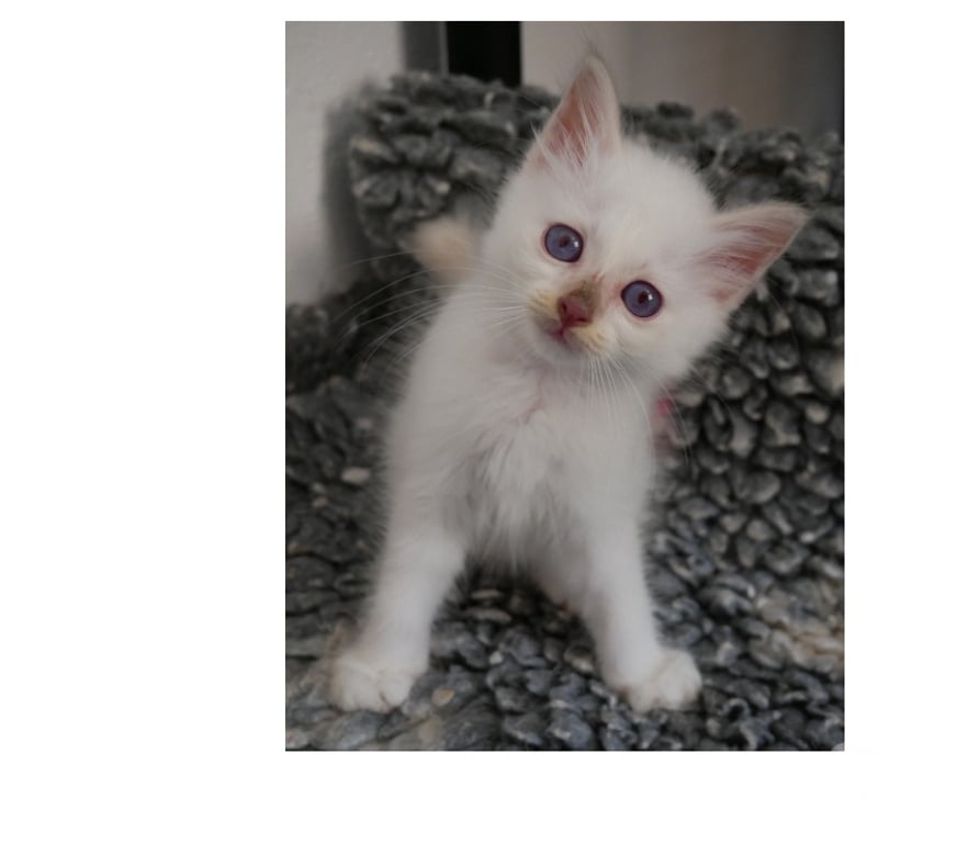 Vente Var Cavalaire sur Mer - 83240 - Photos Vivastreet Adorables bébés Sacré de Birmanie à réserver