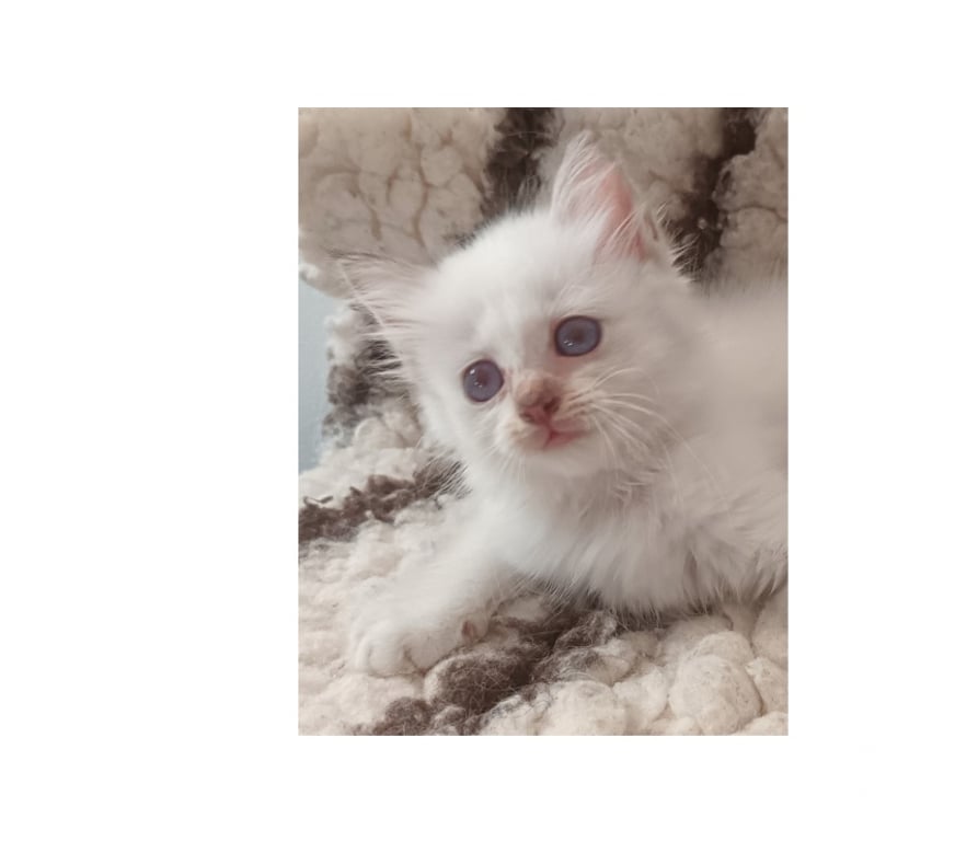 Vente Var Cavalaire sur Mer - 83240 - Photos Vivastreet Adorables bébés Sacré de Birmanie à réserver