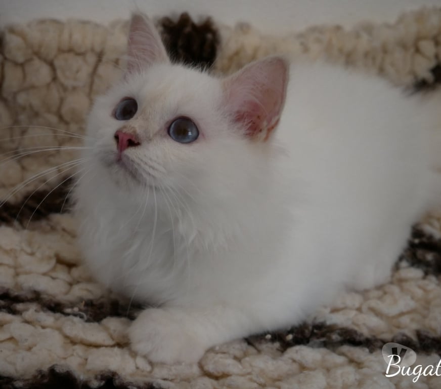 Vente Var Cavalaire sur Mer - 83240 - Photos Vivastreet Adorables bébés Sacré de Birmanie à réserver