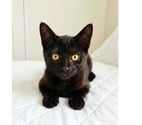 Villalbe - Carcassonne — Chatons cherchent famille pour adoption responsable