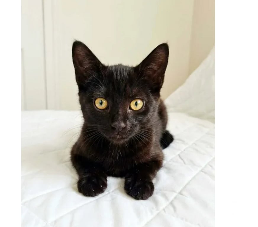 Don animaux Aude Carcassonne - Photos Vivastreet Chatons cherchent famille pour adoption responsable