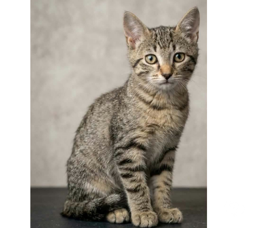 Don animaux Aude Carcassonne - Photos Vivastreet Chatons cherchent famille pour adoption responsable