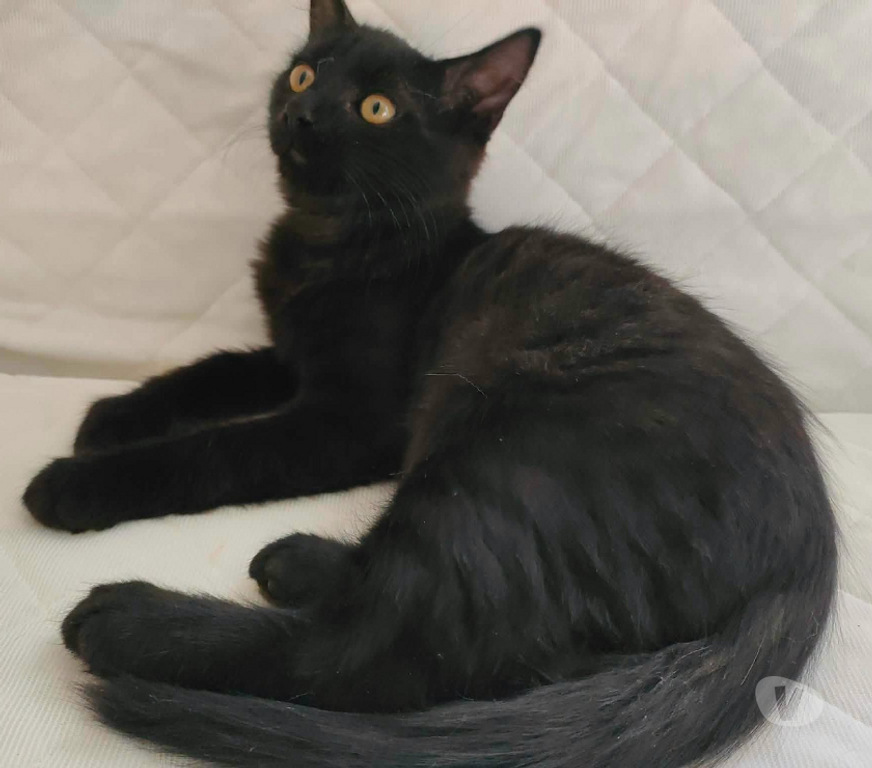 Don animaux Aude Carcassonne - Photos Vivastreet Chatons cherchent famille pour adoption responsable