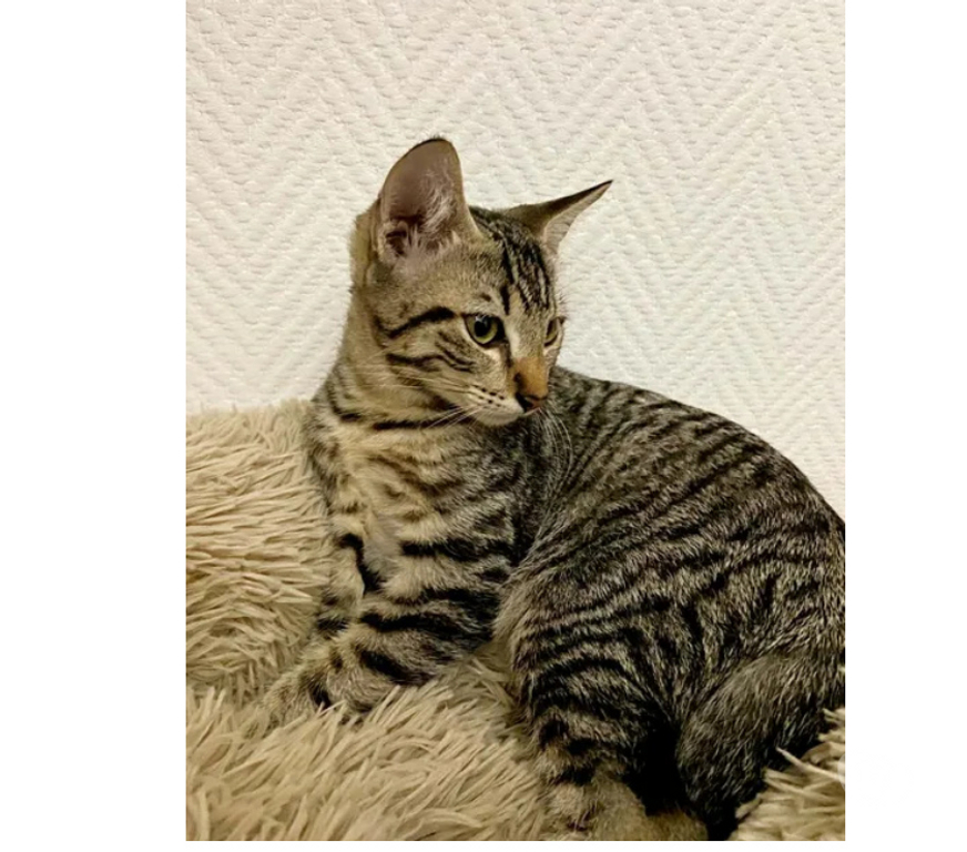 Don animaux Aude Carcassonne - Photos Vivastreet Chatons cherchent famille pour adoption responsable
