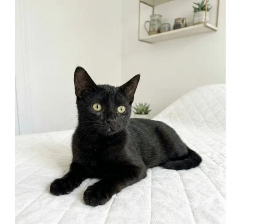 Don animaux Aude Carcassonne - Photos Vivastreet Chatons cherchent famille pour adoption responsable