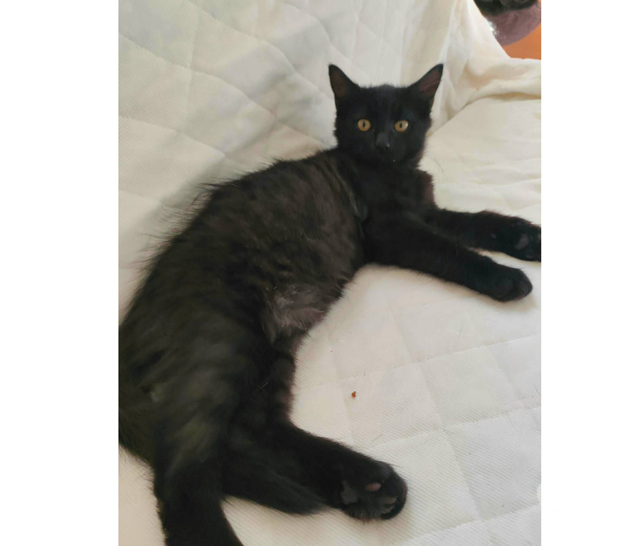 Don animaux Aude Carcassonne - Photos Vivastreet Chatons cherchent famille pour adoption responsable