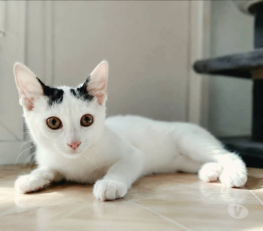 Don animaux Aude Carcassonne - Photos Vivastreet Chatons cherchent famille pour adoption responsable