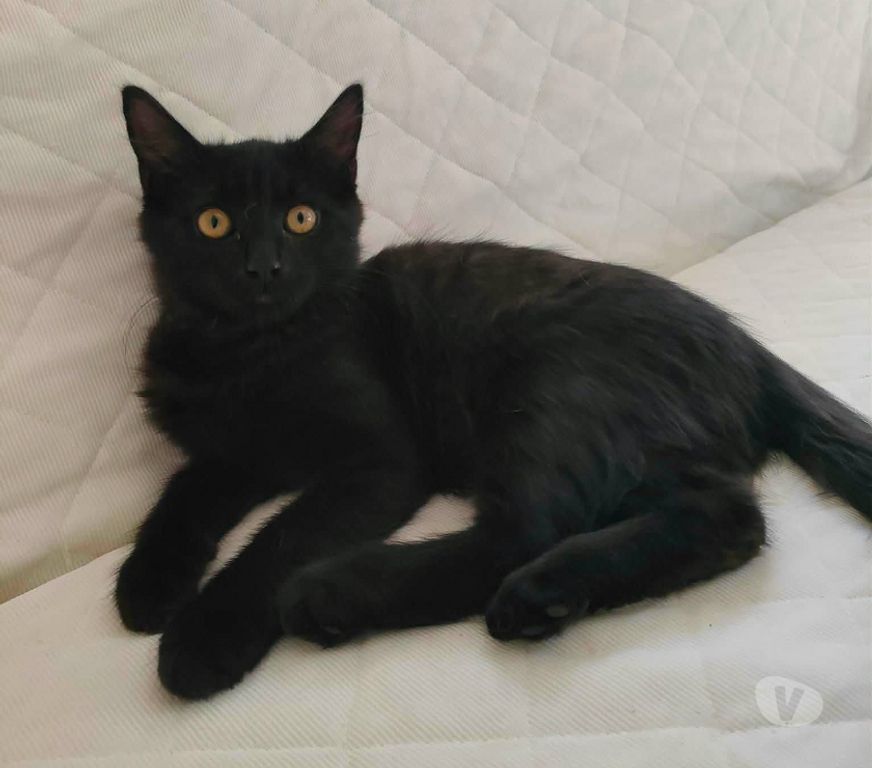 Don animaux Aude Carcassonne - Photos Vivastreet Chatons cherchent famille pour adoption responsable