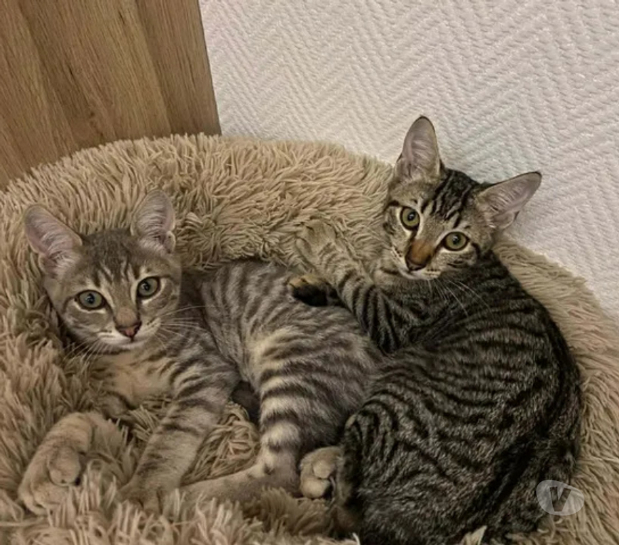 Don animaux Aude Carcassonne - Photos Vivastreet Chatons cherchent famille pour adoption responsable