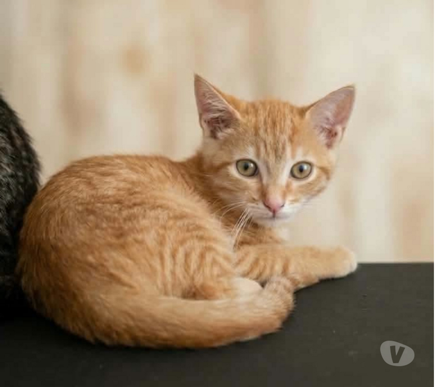 Don animaux Aude Carcassonne - Photos Vivastreet Chatons cherchent famille pour adoption responsable