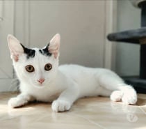 Photos Vivastreet Chatons cherchent famille pour adoption responsable