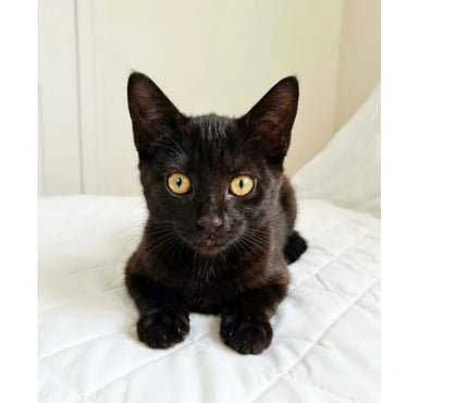 Don animaux Villalbe Carcassonne - Photos Vivastreet Chatons cherchent famille pour adoption responsable