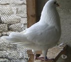 Bagneaux sur Loing - Seine-et-Marne — Pigeons de chair