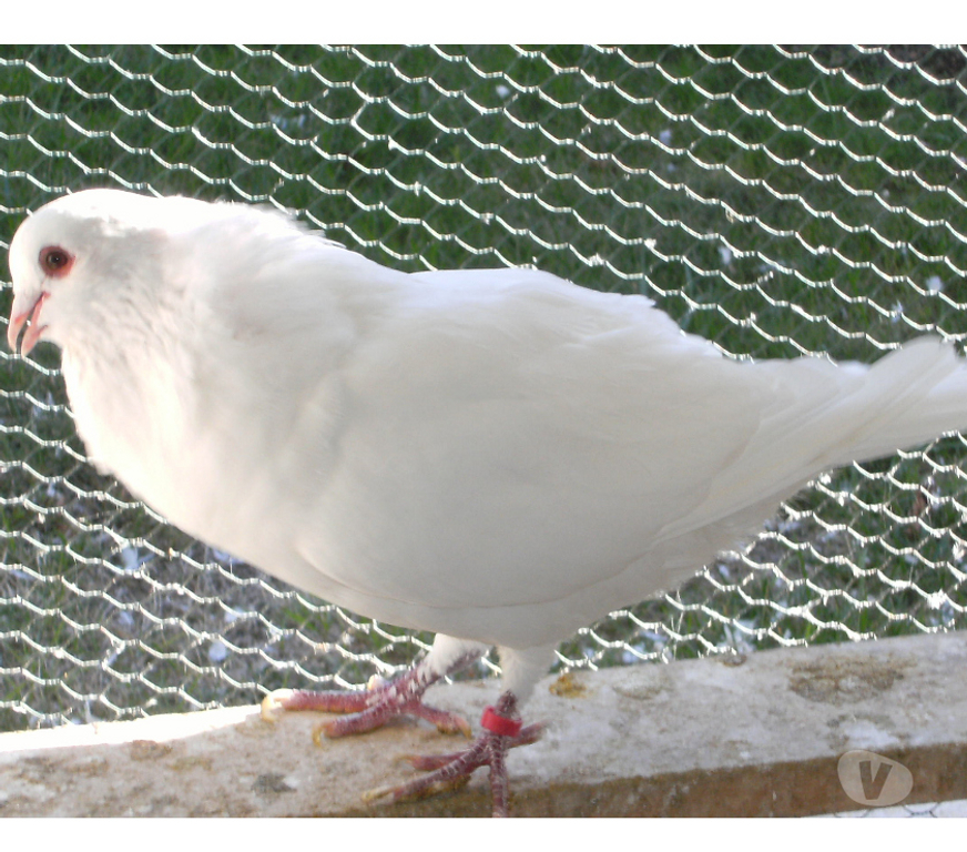 Vente Seine-et-Marne Bagneaux sur Loing - 77167 - Photos Vivastreet Pigeons de chair