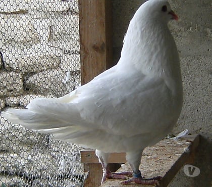 Vente animaux Bagneaux sur Loing Seine-et-Marne - Photos Vivastreet Pigeons de chair