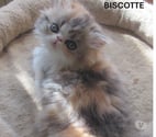 Javaugues - Haute-Loire — A RESERVER MAGNIFIQUE CHATON PERSAN FEMELLE LOOF
