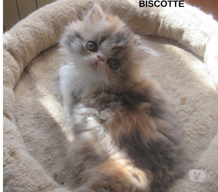 Vente Haute-Loire Javaugues - 43100 - Photos Vivastreet A RESERVER MAGNIFIQUE CHATON PERSAN FEMELLE LOOF