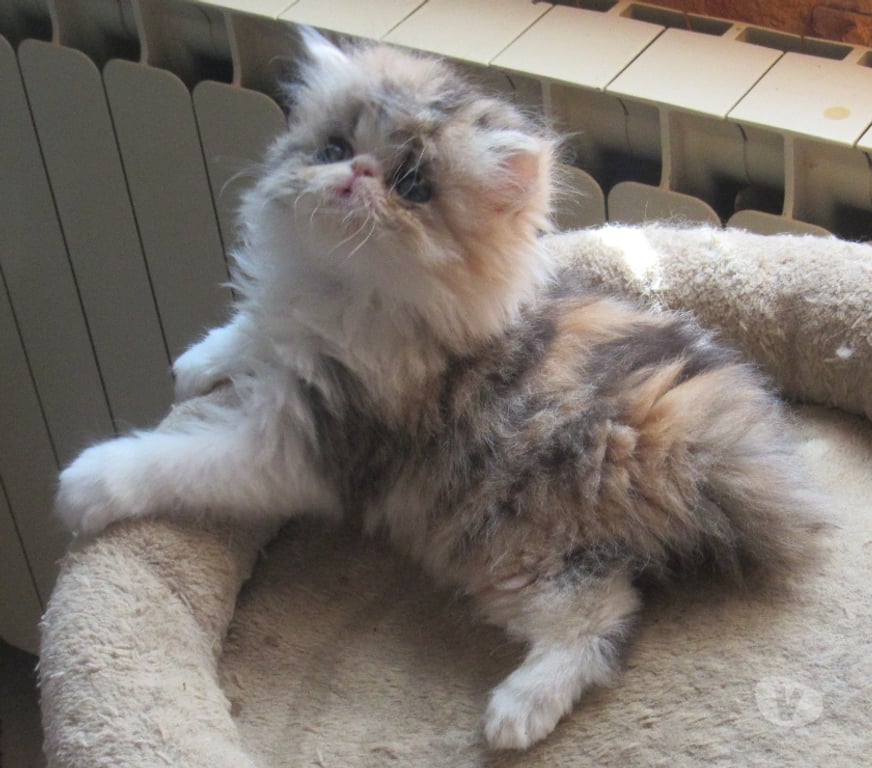 Vente Haute-Loire Javaugues - 43100 - Photos Vivastreet A RESERVER MAGNIFIQUE CHATON PERSAN FEMELLE LOOF