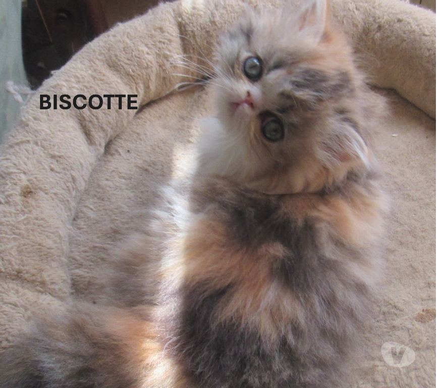 Vente Haute-Loire Javaugues - 43100 - Photos Vivastreet A RESERVER MAGNIFIQUE CHATON PERSAN FEMELLE LOOF