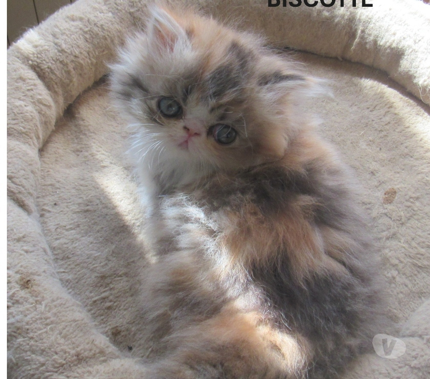 Vente Haute-Loire Javaugues - 43100 - Photos Vivastreet A RESERVER MAGNIFIQUE CHATON PERSAN FEMELLE LOOF